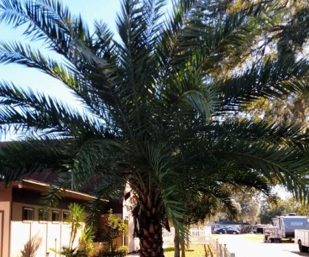 Ocala Forest Campground