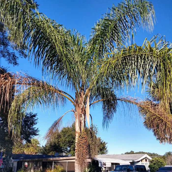 Ocala Forest Campground Picture 4