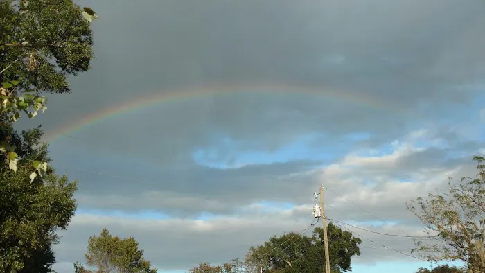 Ocala Forest Campground Picture 10