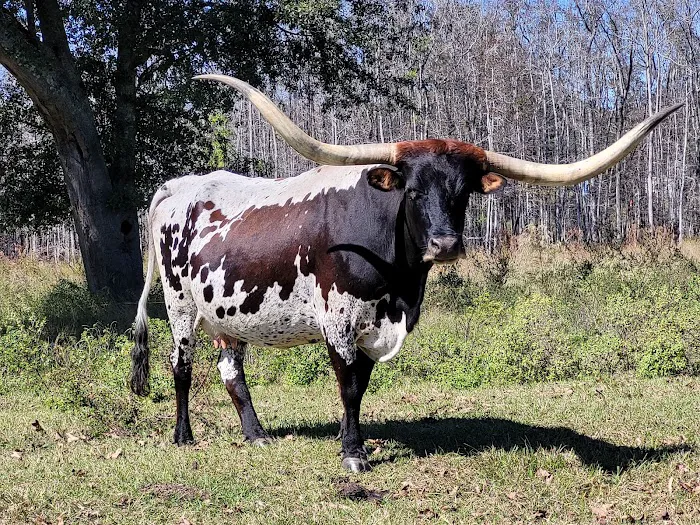 A-ok Campground Picture 1