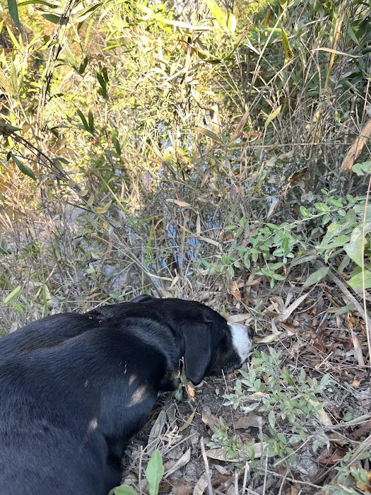 Longleaf Campsite at Walsingham Campgrounds Picture 9