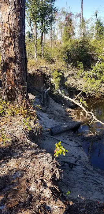 Longleaf Campsite at Walsingham Campgrounds Picture 7