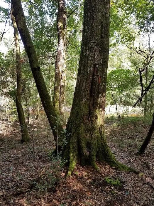 Longleaf Campsite at Walsingham Campgrounds Picture 8