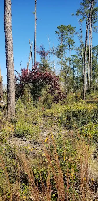Longleaf Campsite at Walsingham Campgrounds Picture 2