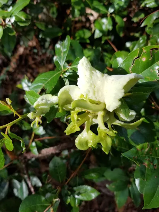 Longleaf Campsite at Walsingham Campgrounds Picture 4