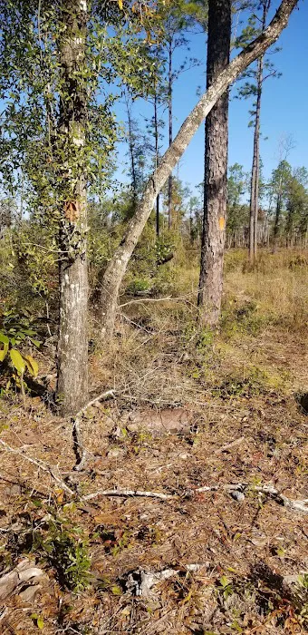 Longleaf Campsite at Walsingham Campgrounds Picture 5