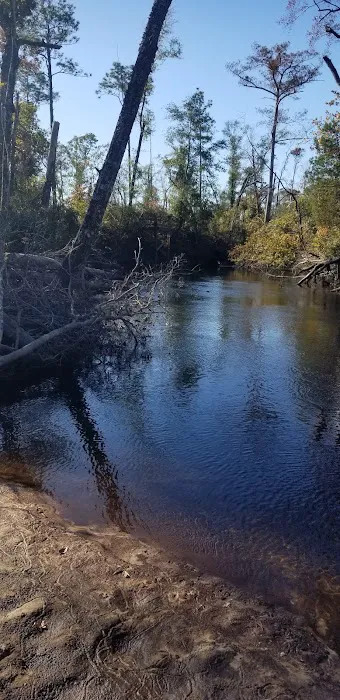 Longleaf Campsite at Walsingham Campgrounds Picture 6
