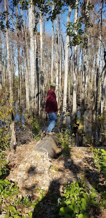 Longleaf Campsite at Walsingham Campgrounds Picture 3