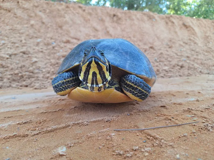 Walsingham Camp Site Picture 4