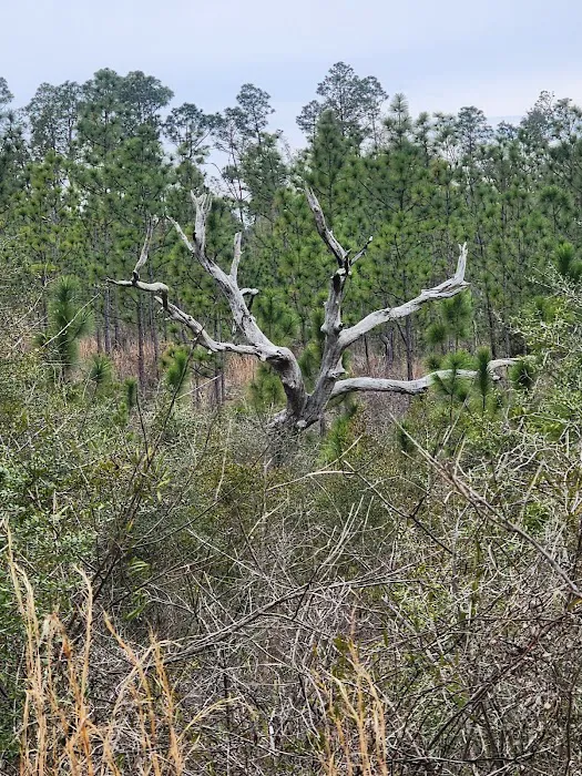 Sparkleberry Pond Picture 1