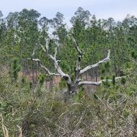 Sparkleberry Pond ico