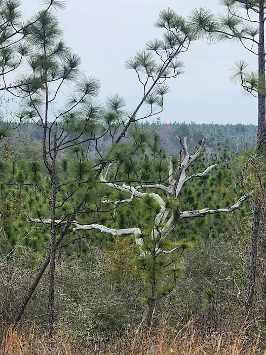 Sparkleberry Pond Picture 5