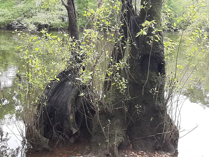 Mack Landing Picture 4