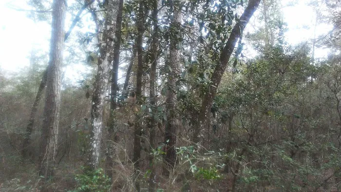 Hitchcock Lake Campground Picture 3