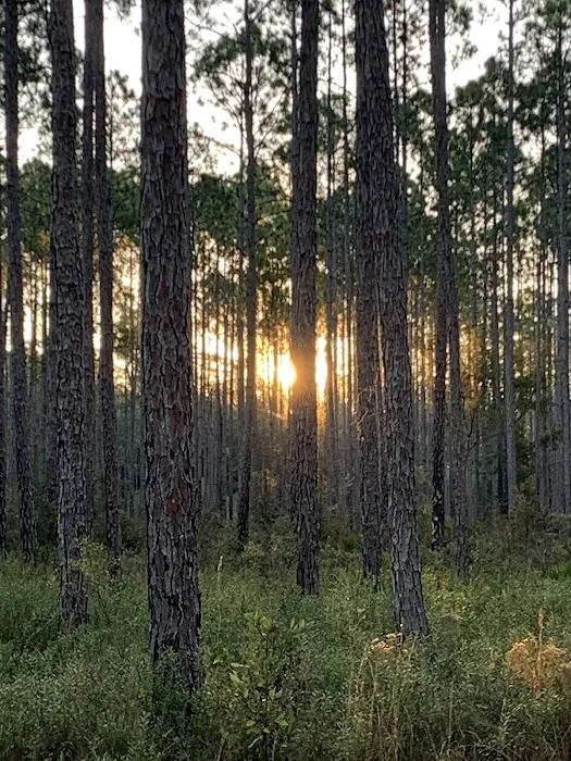 Womack Creek Campground Picture 1