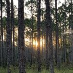 Womack Creek Campground