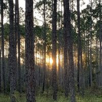 Womack Creek Campground ico