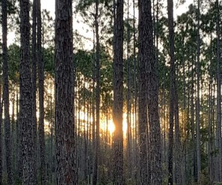 Womack Creek Campground