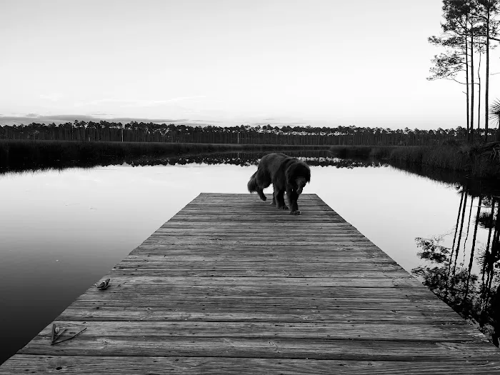 Tate's Hell State Forest Cash Creek Campground Picture 1