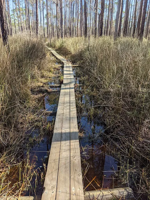 Tate's Hell State Forest Cash Creek Campground Picture 8