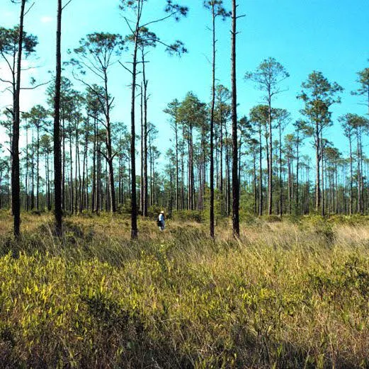 Tate's Hell State Forest Cash Creek Campground Picture 7