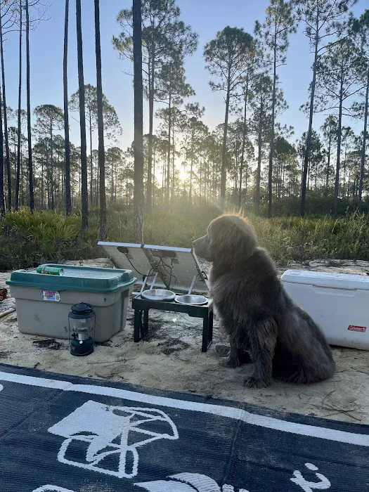 Tate's Hell State Forest Cash Creek Campground Picture 5