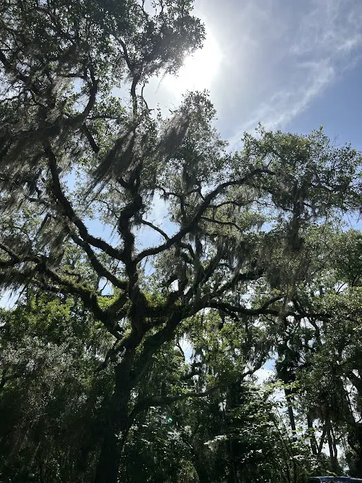 Tate's Hell State Forest Cash Creek Campground Picture 4