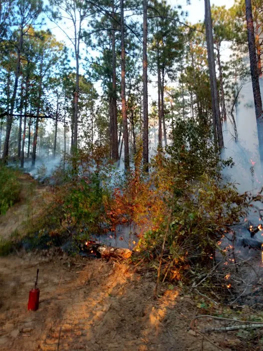 Payne Lake Eastside Campground Picture 3