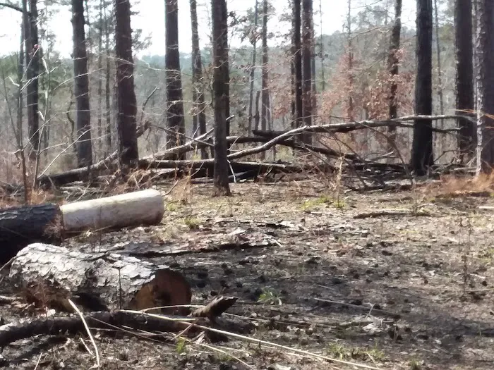 Payne Lake Eastside Campground Picture 4