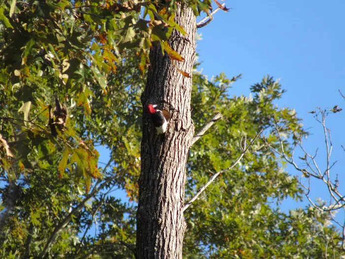 Jennings Ferry Park Campground Picture 6