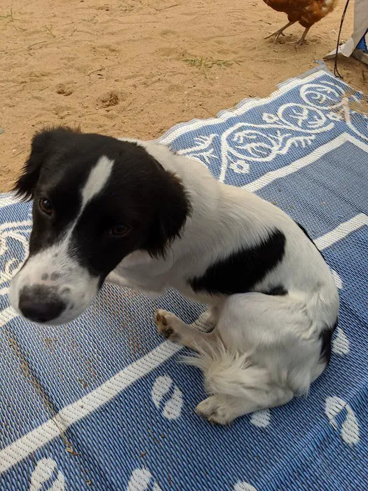 Magical Woods-Munising, MI Picture 2