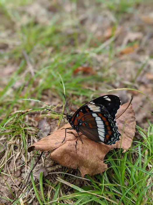 Magical Woods-Munising, MI Picture 1