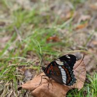 Magical Woods-Munising, MI ico