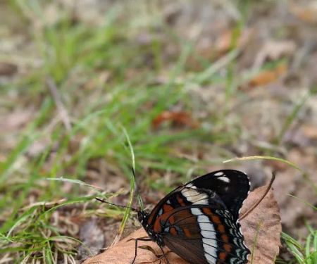 Magical Woods-Munising, MI