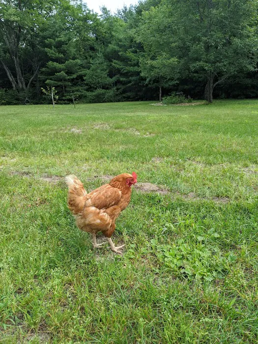 Magical Woods-Munising, MI Picture 5
