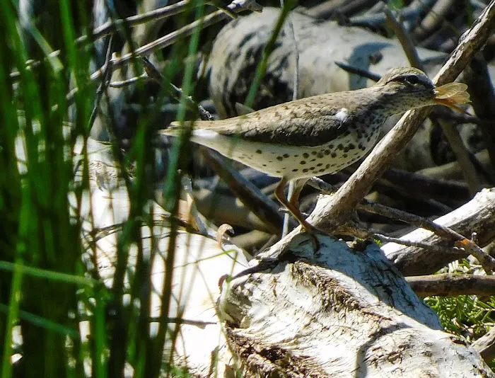 Council Lake Dispersed Campsite Picture 2