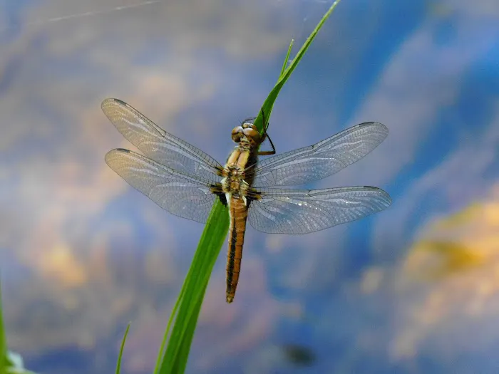 Council Lake Dispersed Campsite Picture 3