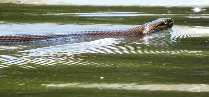Council Lake Dispersed Campsite Picture 7