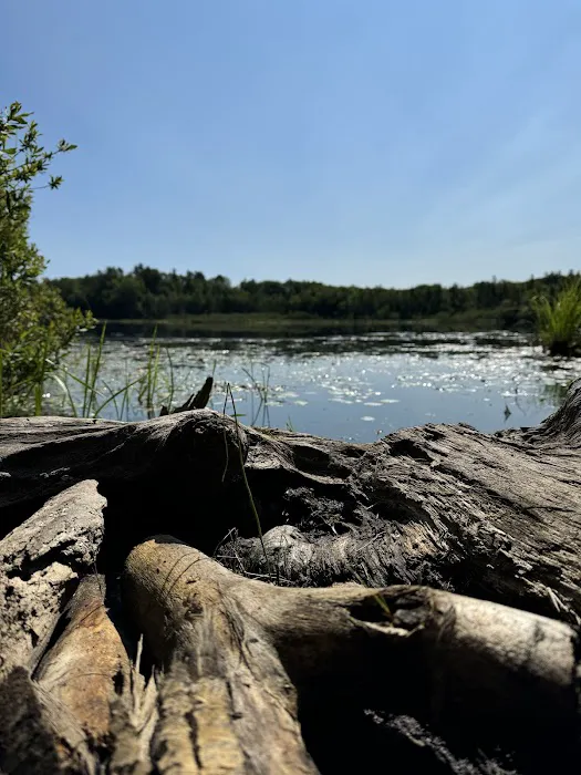 Bear Lake Dispersed Campsite Picture 6
