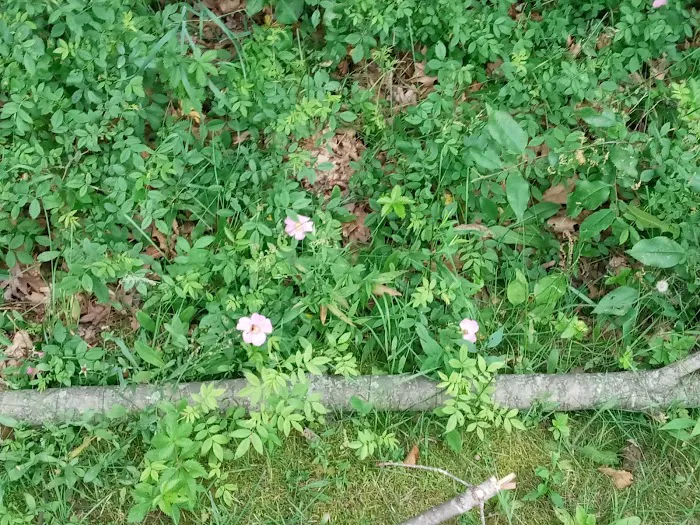 East Fork Indoor Group Campground Picture 7