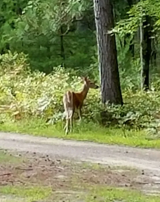 Russell Memorial Park and Campground Picture 10