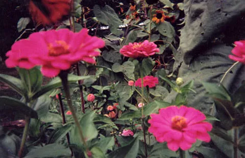 Hixton / Alma Center KOA Holiday Picture 7