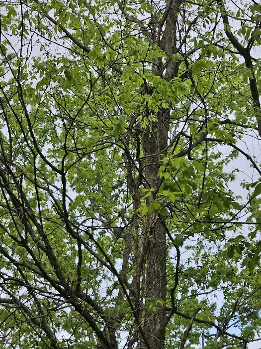 Blair Memorial park Picture 2