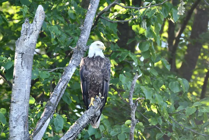 Big Eau Pleine Group Campsite Picture 1