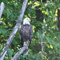 Big Eau Pleine Group Campsite ico