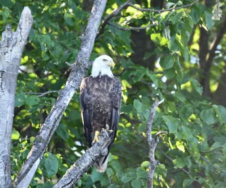 Big Eau Pleine Group Campsite