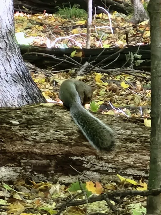 Big Eau Pleine Group Campsite Picture 6