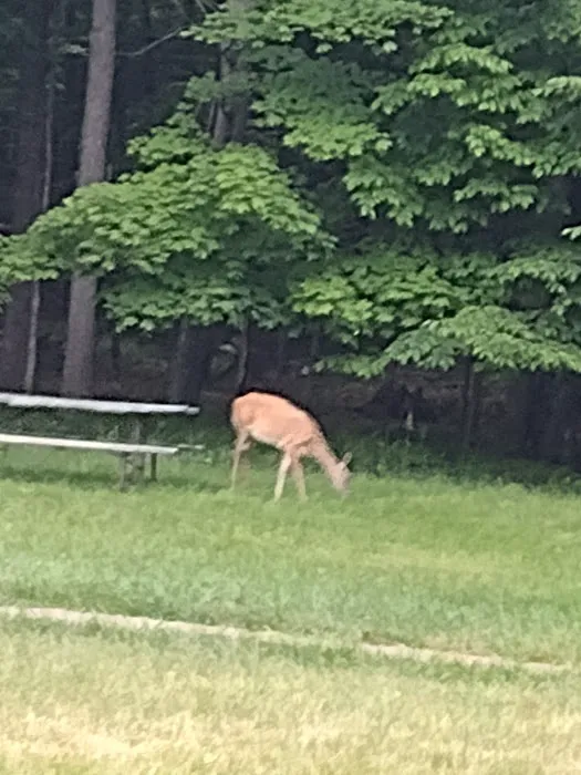 Big Eau Pleine Group Campsite Picture 8