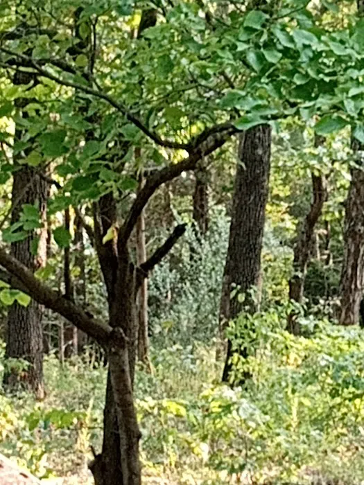 Hickory Ridge Motel Picture 7