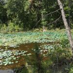 Little Scotia Campground